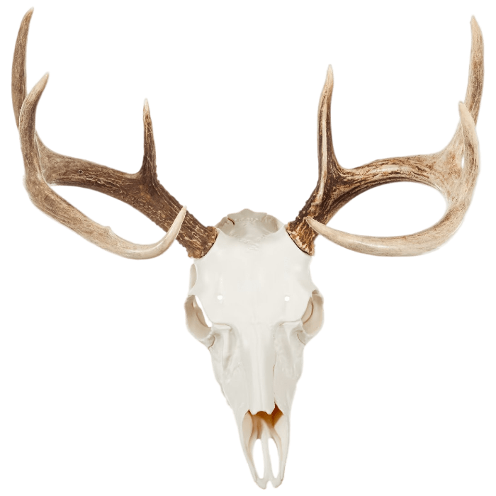 Mountain Mike's Reproductions Skull Master Antler Kit