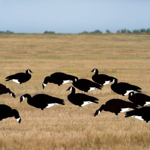 GHG PRO-GRADE SILHOUETTE BLACK&WHITE CANADA GOOSE DECOYS
