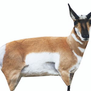 ANTELOPE BUCK DECOY