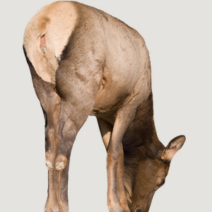 MISS SEPTEMBER ELK DECOY